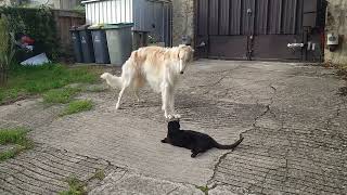 Young Borzoi asking old cat to play