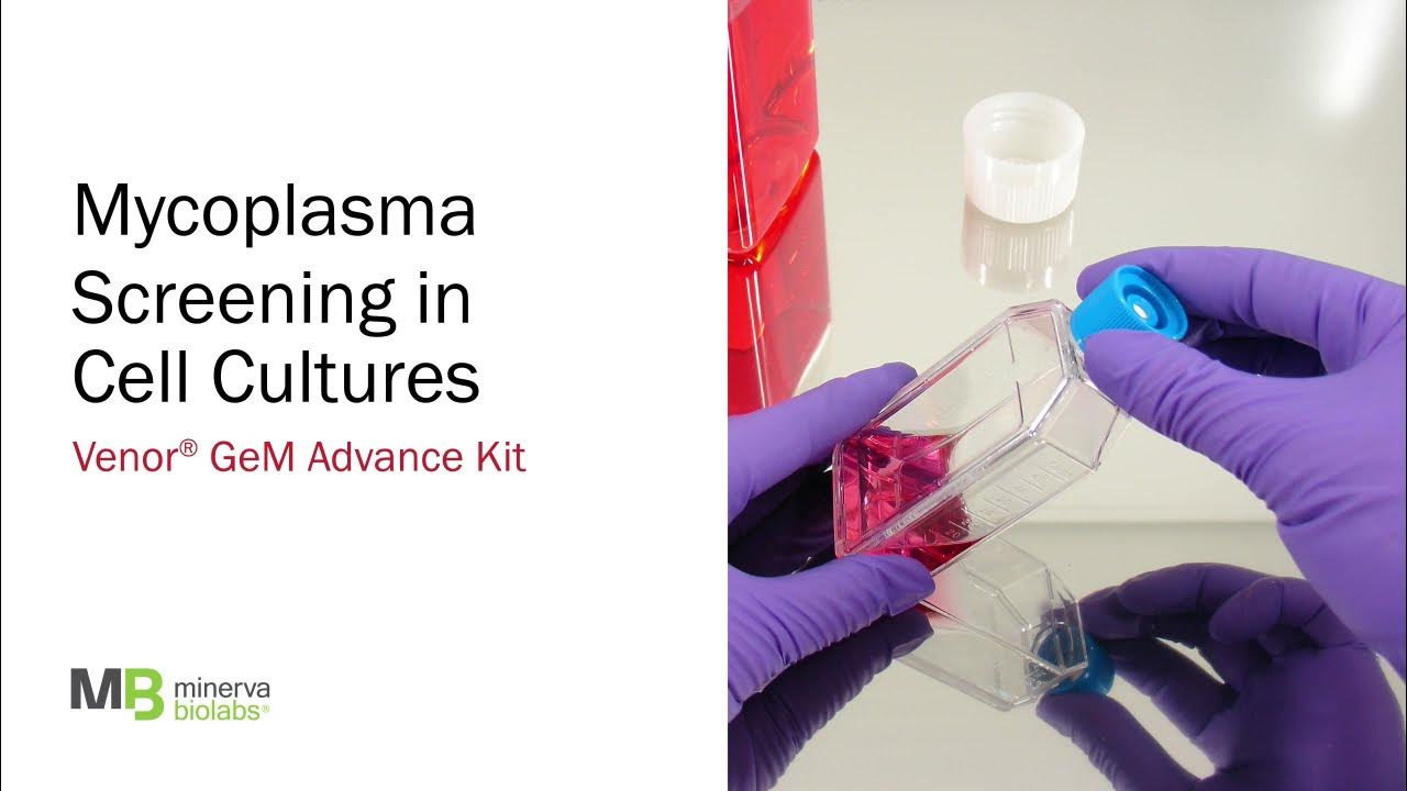 Mycoplasma Screening in Cell Cultures Venor®GeM Advance YouTube