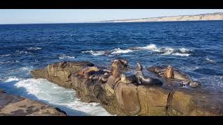 La Jolla Cove, California: Sea lions