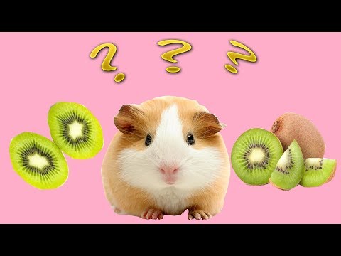 Едят ли морские свинки киви?