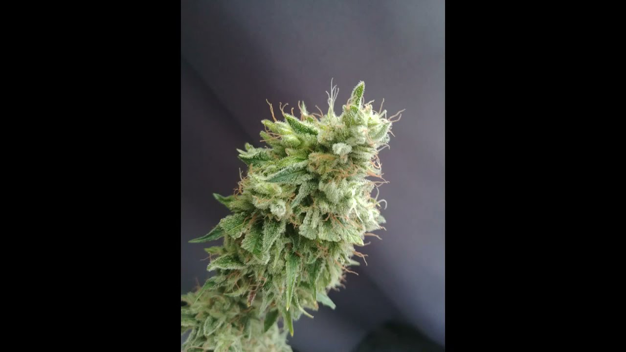 Create your own strains