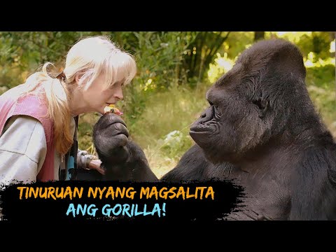 Video: Gorilla: larawan, timbang. Saan nakatira ang mga gorilya?