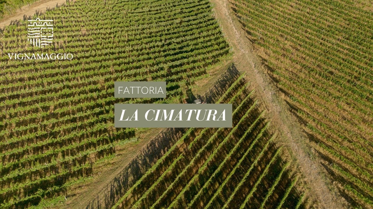 La Cimatura del vigneto