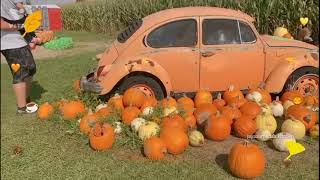 Pumpkin Festival In USA promo | Pumpkin patch promo | jayasumeda's kitchen & vlogs
