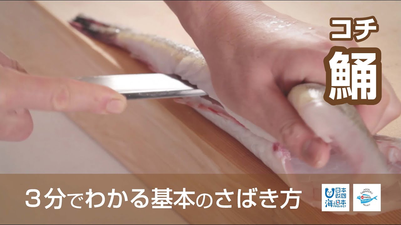 鯒 こち のさばき方 How To Filet Bartail Flathead 日本さばけるプロジェクト Youtube
