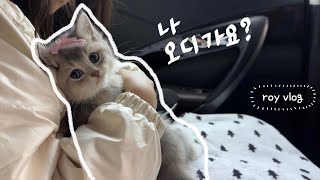 고양이 입양 브이로그 | 아기 고양이 입양 첫날 | 나도 이제 집사다 | 아기 고양이 적응기 | 초보 집사도 적응기 | 새식구 입양 브이로그