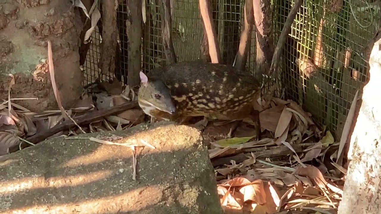 Spotted Chevrotain Deer Couple ( Meminna) - Srilanka (ape' show)