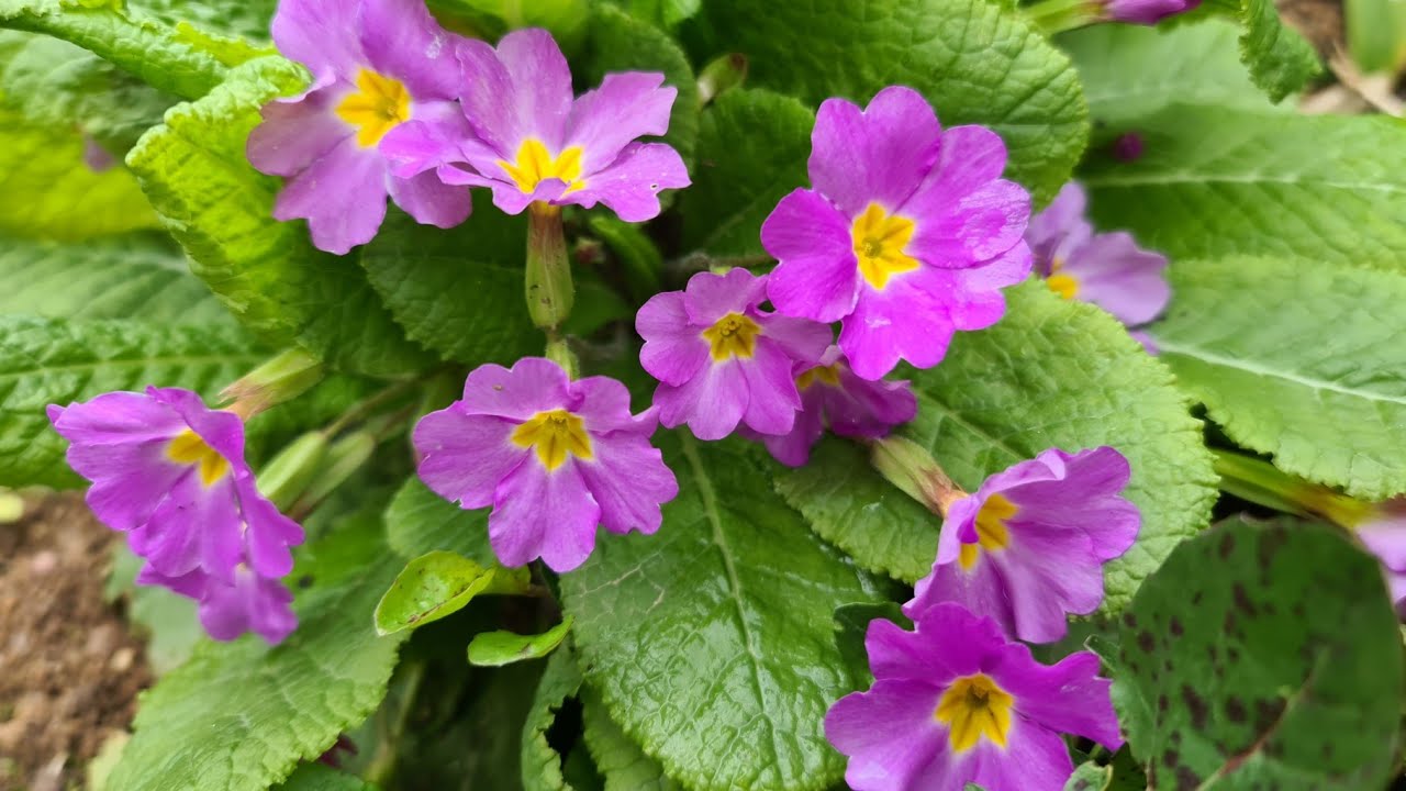 Çuhalar (Primulacae) ve Bazı Doğal Bitkiler