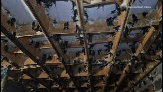 inap walet orang tua original