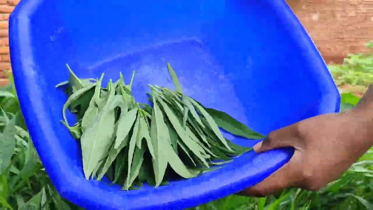 Harvesting sweet potato leaves//kholowa.... Malawian YouTuber