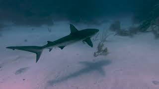 Frenchie's Diving Belize