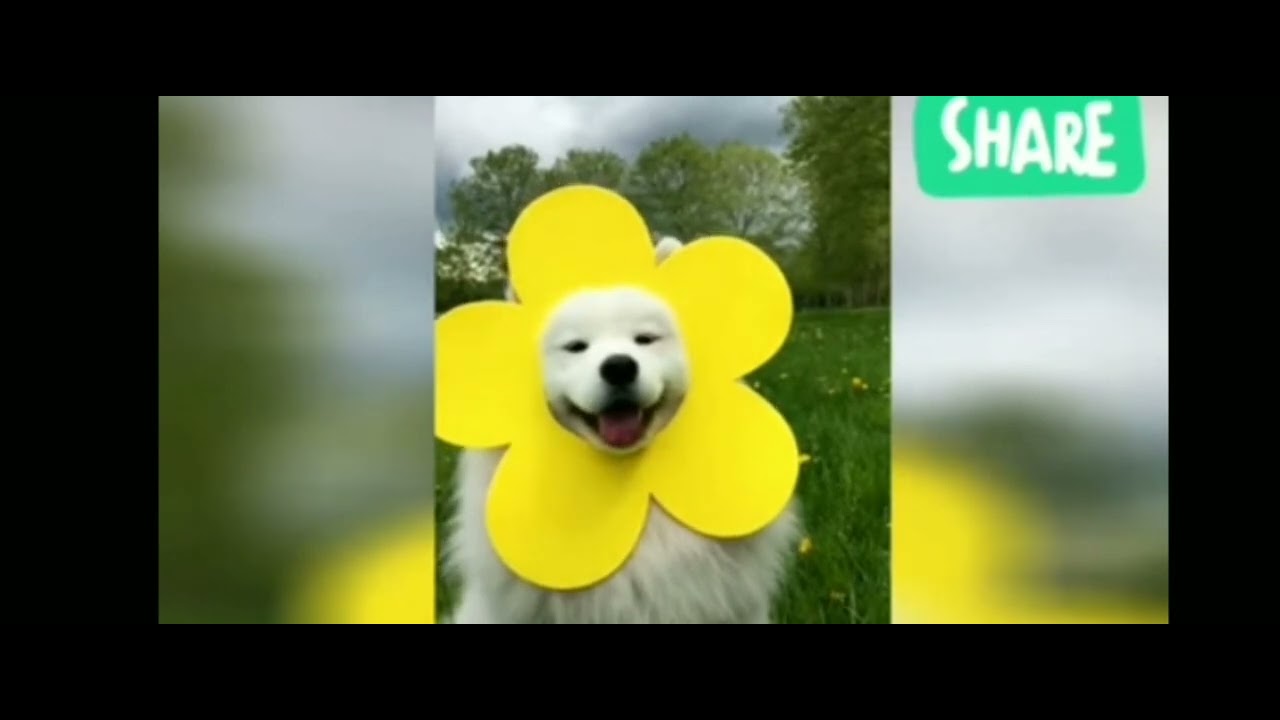 犬猫可愛いおもしろ2 動物 犬 猫 他色々 まとめ動画
