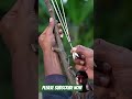 black tree bamboo, fork, and nail iron #bamboo1 #bamboocrafts #bamboocrafts #entertainment #bamboo