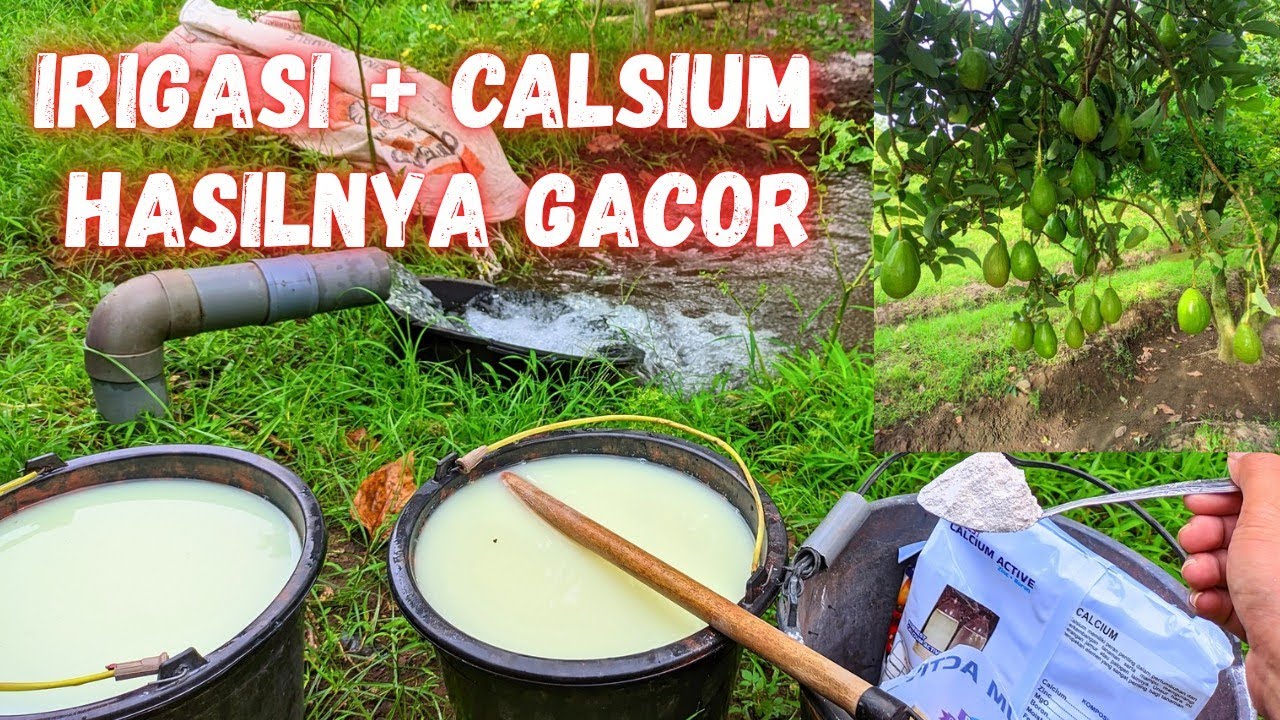 Pemberian Calsium Alpukat Aligator | prepare fase vegetatif