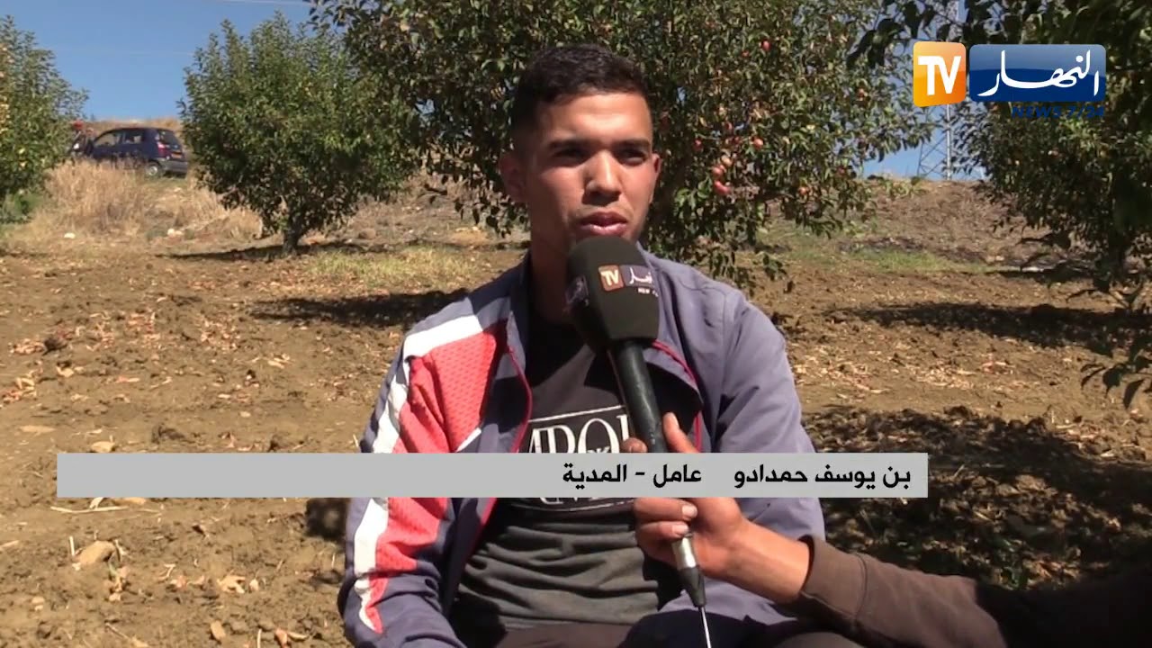 المدية: العمل بالحقول.. فرصة الشباب لتحصيل الرزق