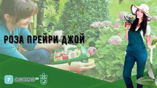 Роза Прейри Джой