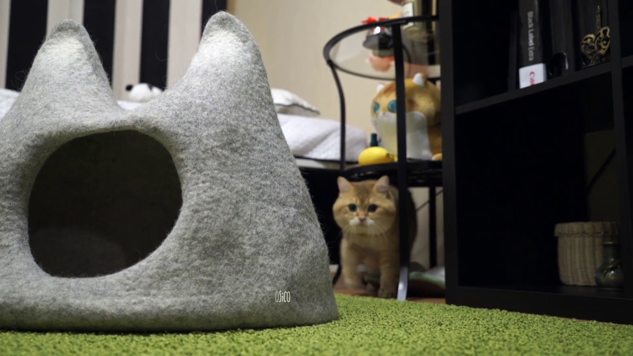 funny cats sleeping in weird positions compilation 2014 funnyplox Woolen Cats houses