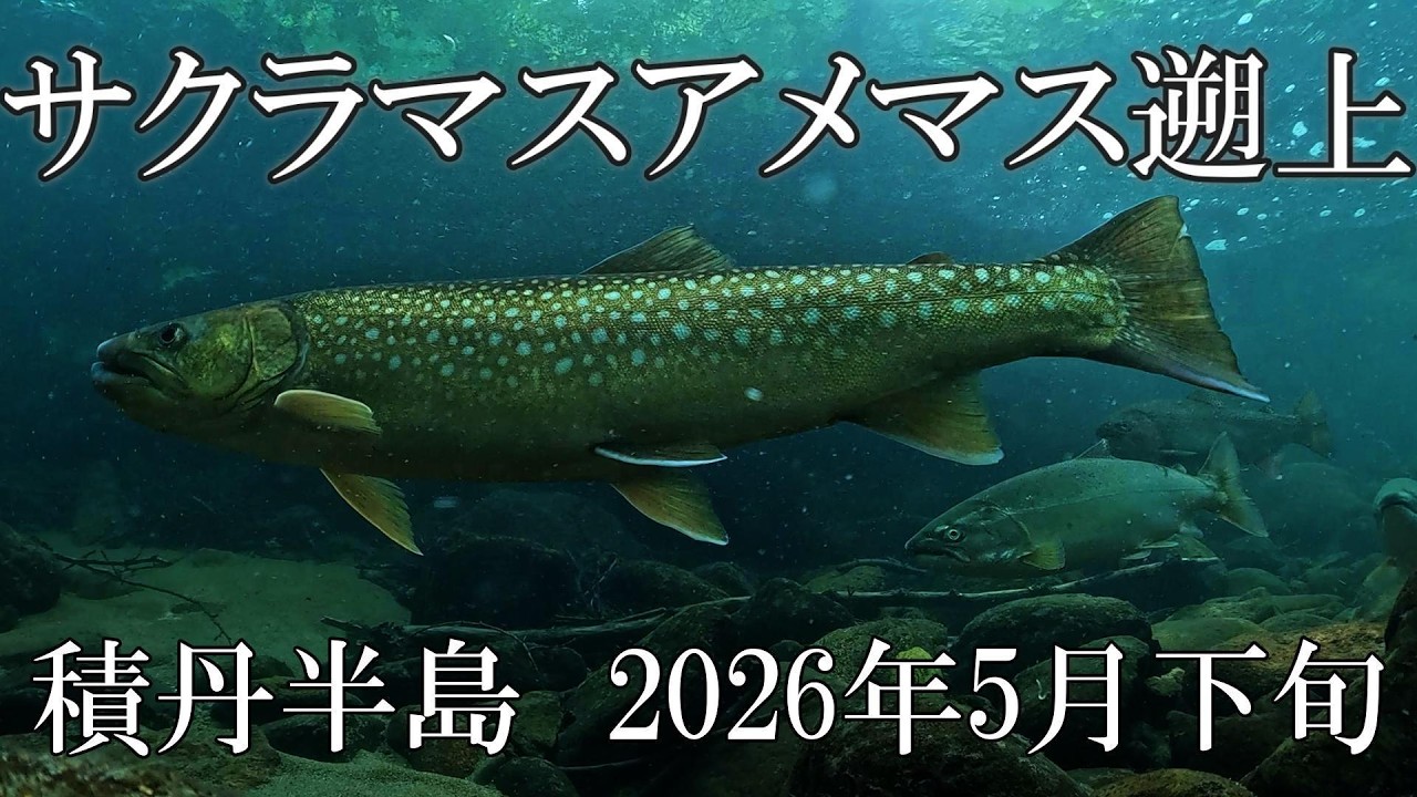 サクラマス、アメマス遡上 積丹半島 - YouTube
