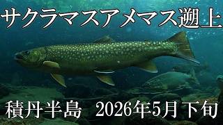 サクラマス、アメマス遡上 積丹半島 - YouTube