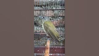 Suara Pikat / Suara Pancingan burung Brinji Gunung / Cak Rawis / Bayeman