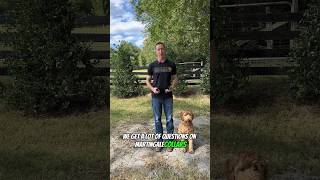 Martingale Collars-Types and Sizing! #dogtraining #dogtrainer