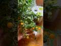 Growing Tomatoes in a Hydroponic Garden #aerogarden #indoorgardening #hydroponics #growyourownfood