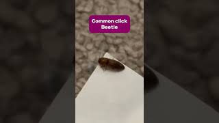 Common click beetle #common #click #beetle #insect #arthropod #nature #wildlife #uk #jump #shorts