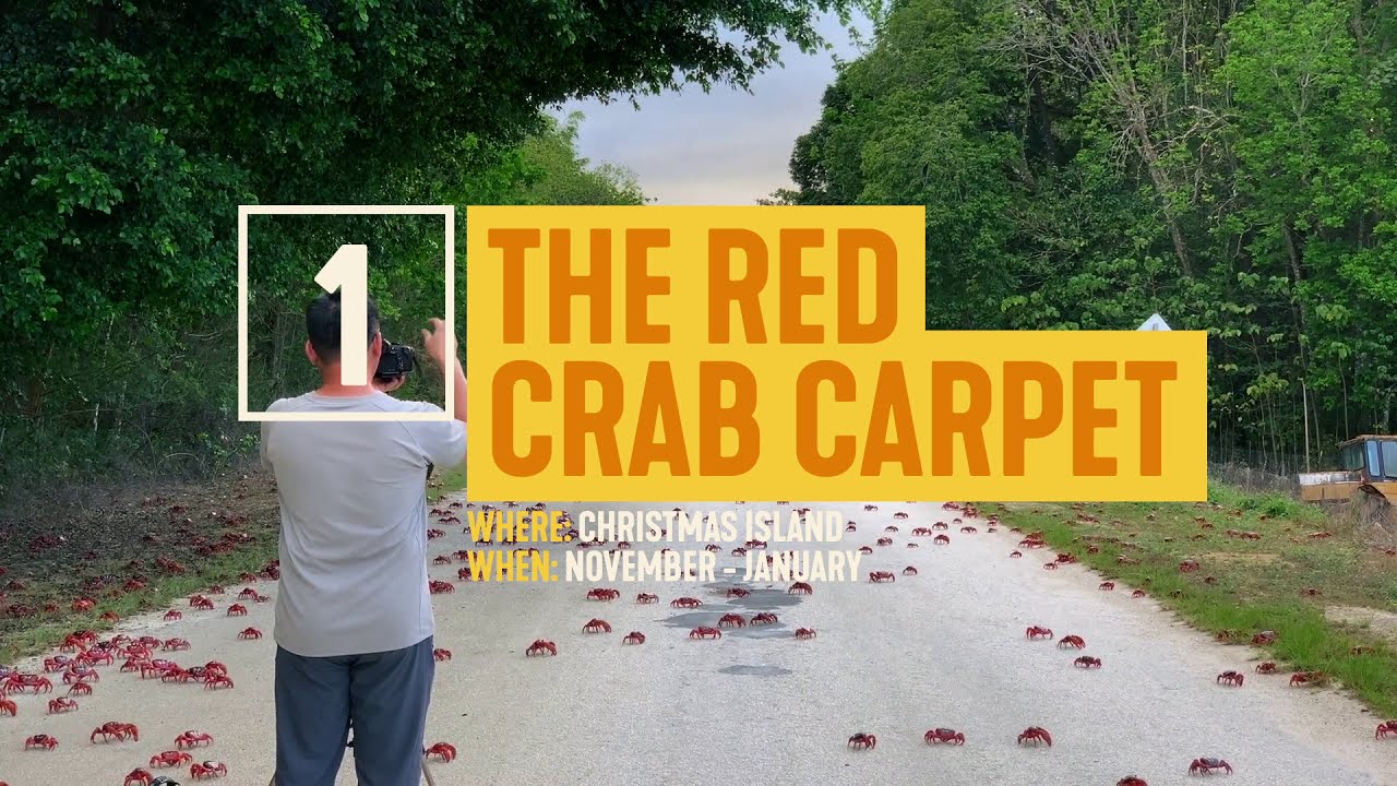 Top 5 wildlife events in Australia