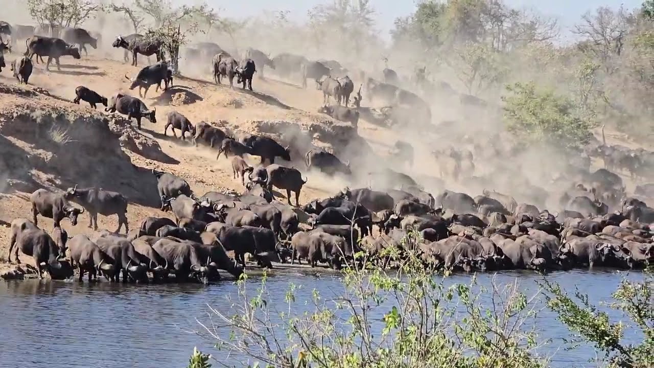 Kruger Park Spectacle Mega Buffalo Herd Drinks at Shipandani Bird Hide. 