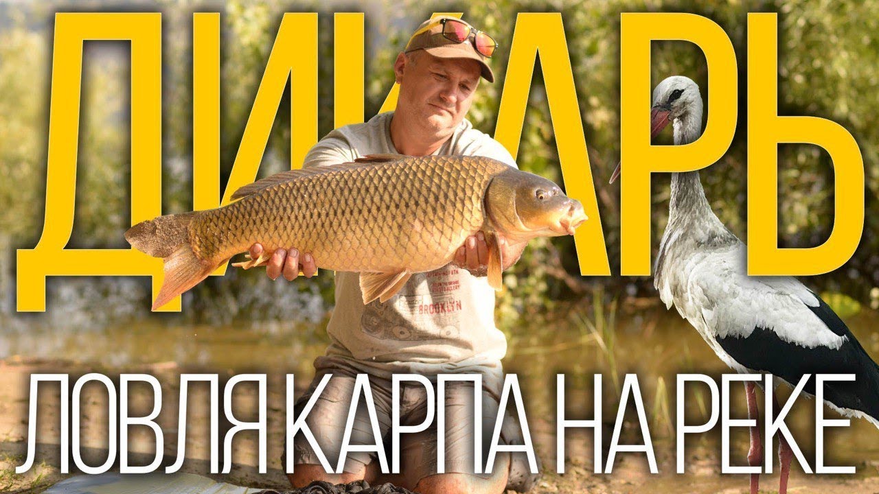Ловля дикого карпа. Рыбалка на реке Днестр