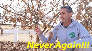 Trees are Dying | What Do We Do Now?