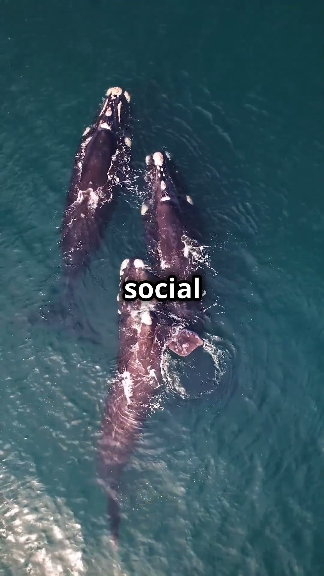 Whale Wonders: Unveiling Ocean Giants! #facts #animalfacts #ocean # 