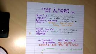 B5 L2 Synapses and the reflex arc