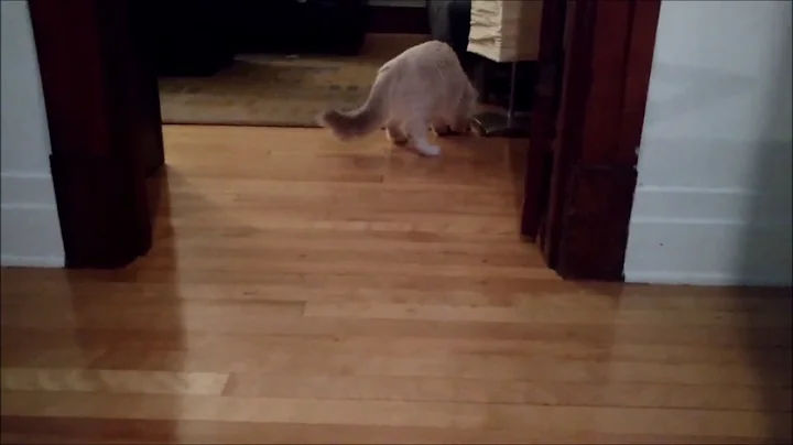 Watch the video about Siberian Cat plays fetch . Artheon Siberian Glory. 5 months old.