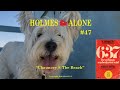 Holmes Alone™ #47 "Chauncey @ the Beach"