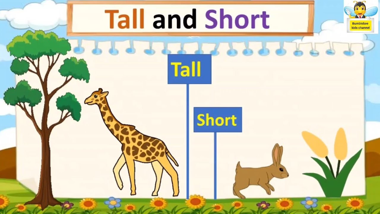 Tall and Short, tall and short concept for kindergarten