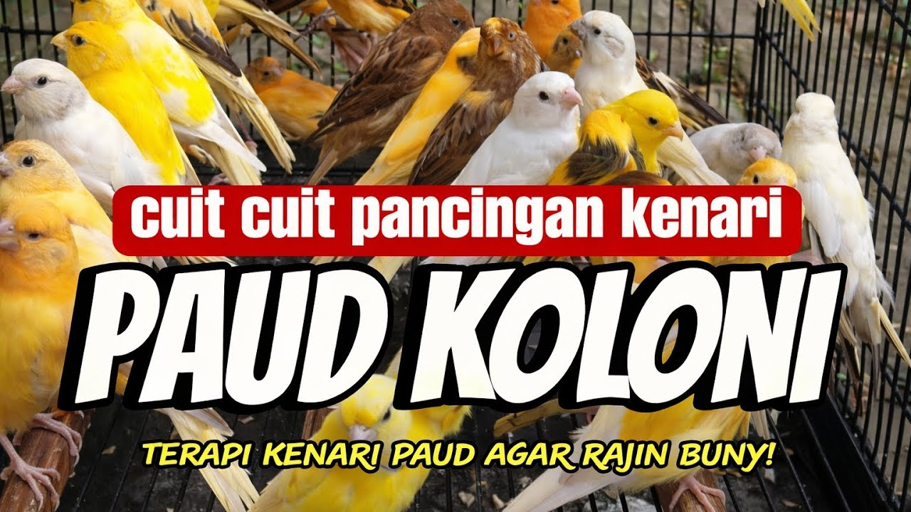 cuit cuit pancingan kenari paud koloni || terapi kenari paud agar rajin bunyi #masterankenari