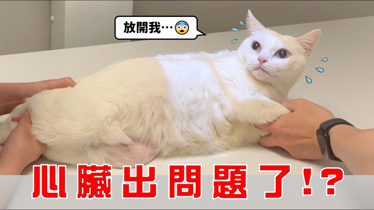 【豆漿 - SoybeanMilk】原本只是洗牙,卻意外發現豆漿心臟有異常...!? 縮圖
