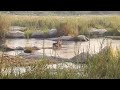 Leopard and cubs cross the Sand River | andBeyond Kirkman's Kamp | Sabi Sands | South Africa