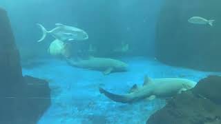 Vlog En El Zoológico 𓆝 𓆟 𓆞