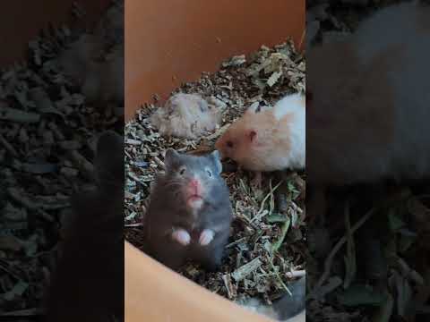 cute hamster 🐹 #shortvideo #hamstercare #hamster #pets #petsvlog