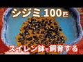 グリーンウォーターを浄化した しじみ100匹 スイレン鉢で飼育する【淡水しじみ】