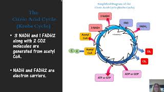 microbial metabolism mic exam study guide for exam 2
