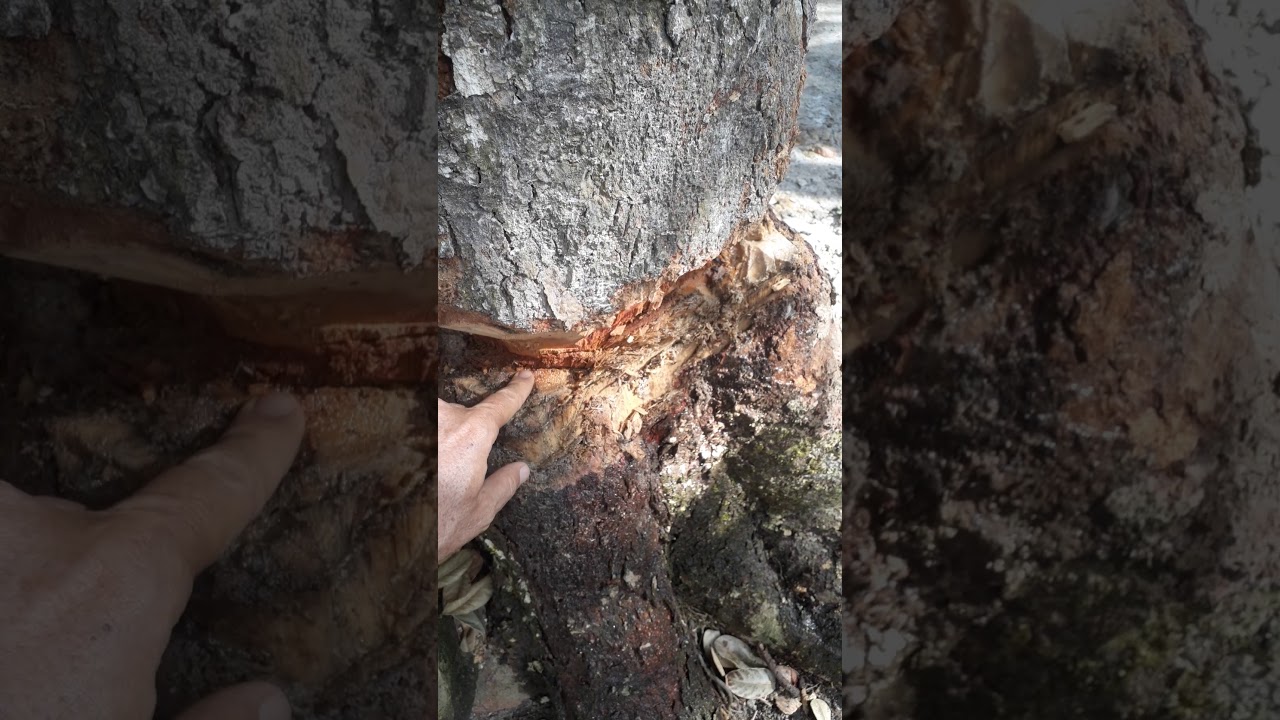 Como Secar ou Matar Uma Árvore Sem Custo