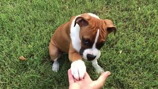 Training Boxer Puppy(3 months old)