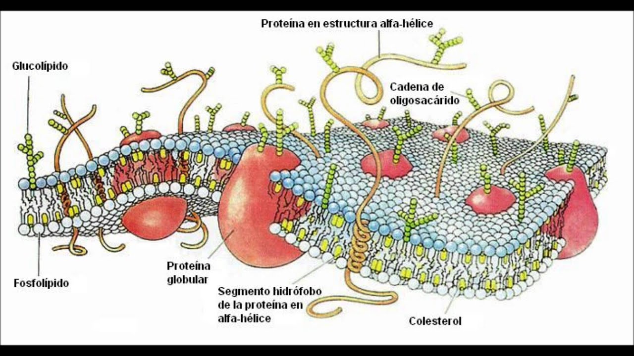 Paso de las Drogas a través de las Membranas Biológicas - YouTube