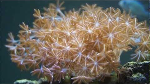 Good easy beginner coral: Xenia Pulsing!