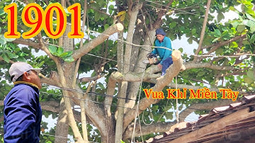 Vua Khỉ Miền Tây cưa cây Bàng nằm giữa ngã 3 đường , quá nhiều dây điện Cutting tree