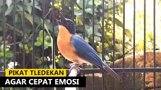 Burung Sulingan Gunung Jantan NGEROLL GACOR ‼️ Suara Pancingan Tledekan Bakau SRDC Jongkangan Kacer