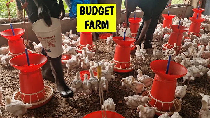 How to Start a 500 Chicken Farm on a Low Budget - DayDayNews